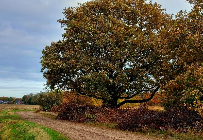 06-11-25 Oude Eik aan de Stobkeweg. Foto: Roelie Knigge Onstwedde.info