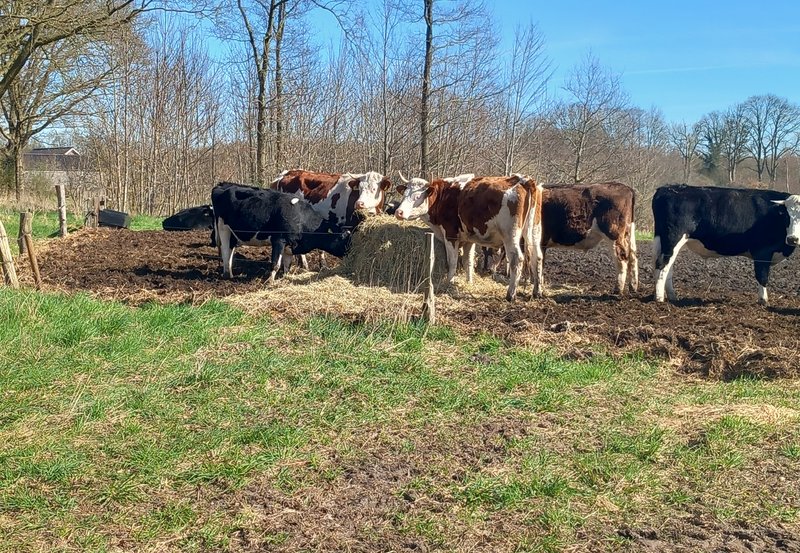 25-03-2026 Biologisch boeren in Ter Wupping. Foto: Roelie Knigge Onstwedde.info