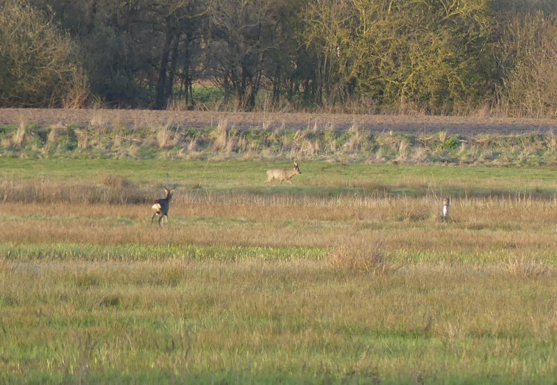 08-04-26 De alleengaande hinde ziet nu een soortgenoot aan de andere zijde van het diepje. Foto: Magdalena