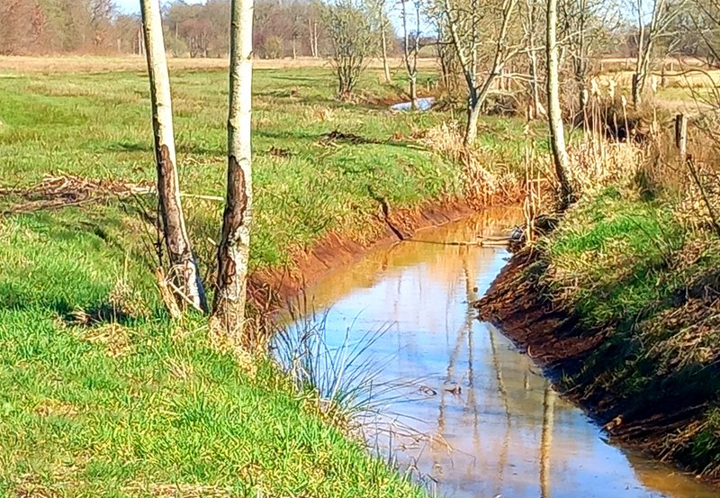 26-03-26 Mussel Aa kronkelt door het natuurgebied naar Wessinghuizen. Foto: Roelie Knigge Onstwedde.info