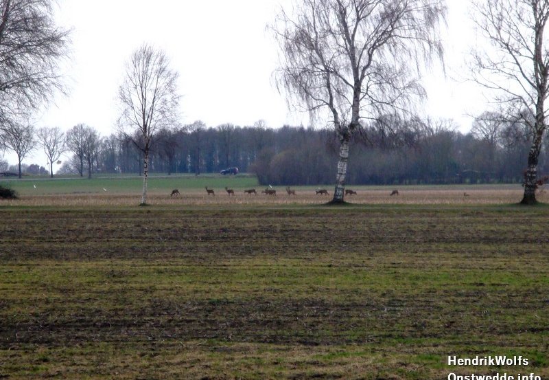 28-02-26 Reeën in de Glede. Foto: H. Wolfs Onstwedde.info