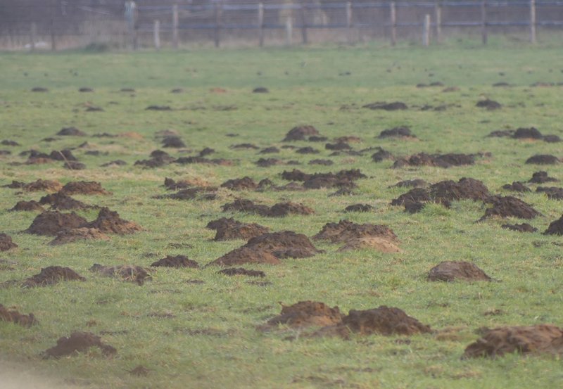 09-02-26 Mollenbulten, ik heb ze niet geteld. Foto: Magdalena