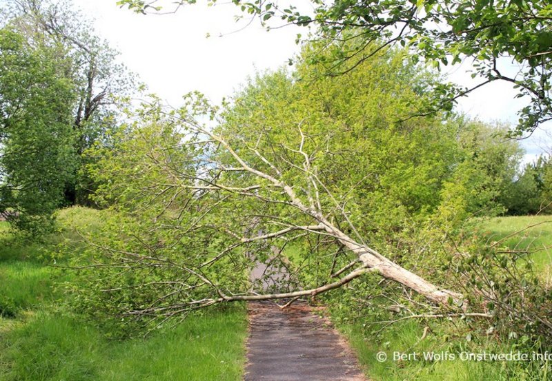 15-05-26 Een omgewaaide boom aan het fietspad vanaf de Hardingstraat naar de Achter Esweg. Foto: Bert Wolfs Onstwedde.info