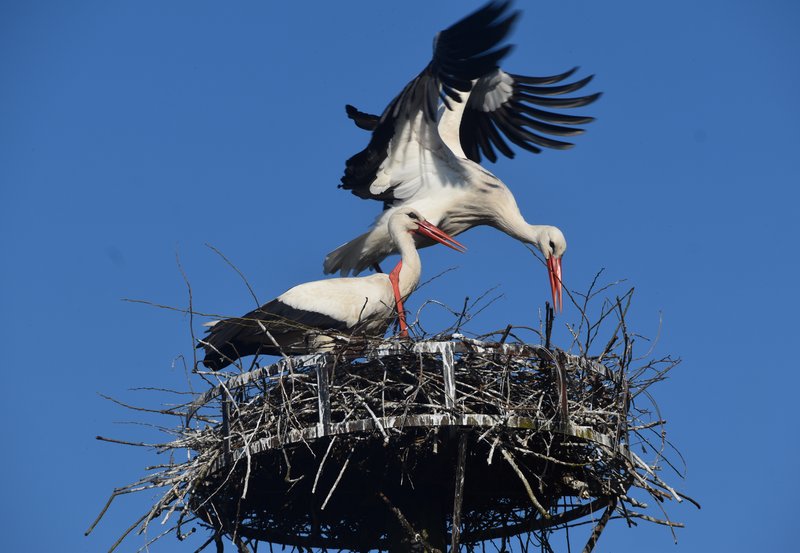 23-03-26 Ooievaars tijd Smeerling. Foto: Altjo Wubbema