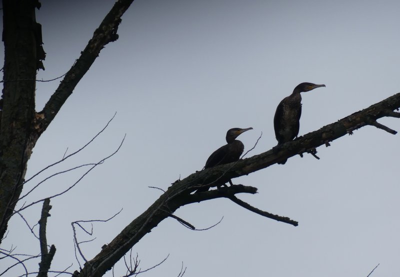 04-04-26 Twee aalscholvers in een boom aan de Blekslagerweg. Foto: Magdalena