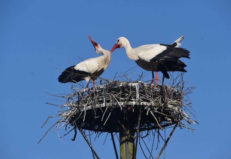 23-03-26 Ooievaars tijd Smeerling. Foto: Altjo Wubbema