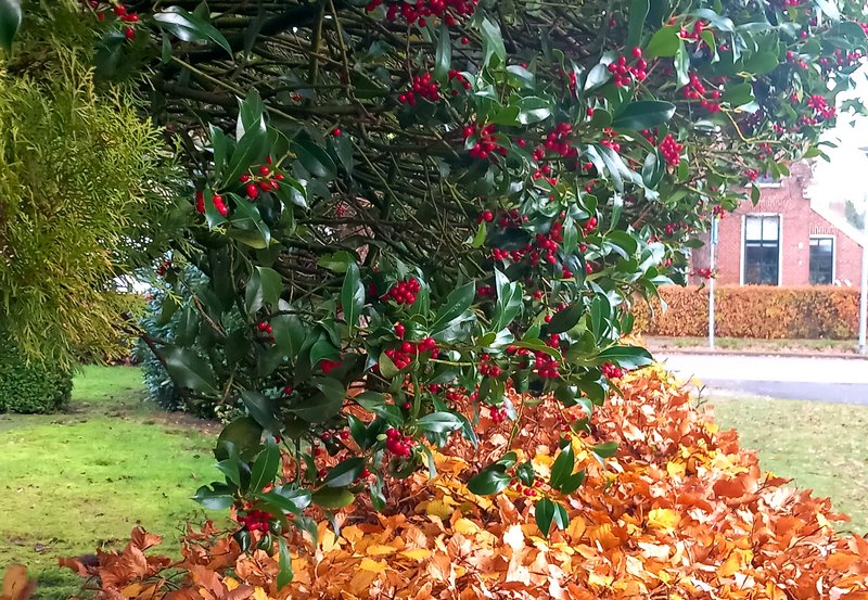 29-11-25 Eeuwenoude kerstdecoratie hulst met bessen. Foto: Roelie Knigge Onstwedde.info