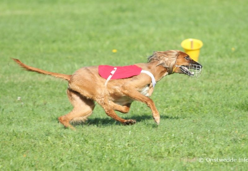 12-09-26 Nederlands kampioenschap Coursing. Foto: Onstwedde.info