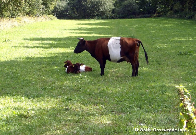 10-09-26 Lakenvelder met twee jonge kalfjes aan de Wessinghuizerweg. Foto: H. Wolfs Onstwedde.info
