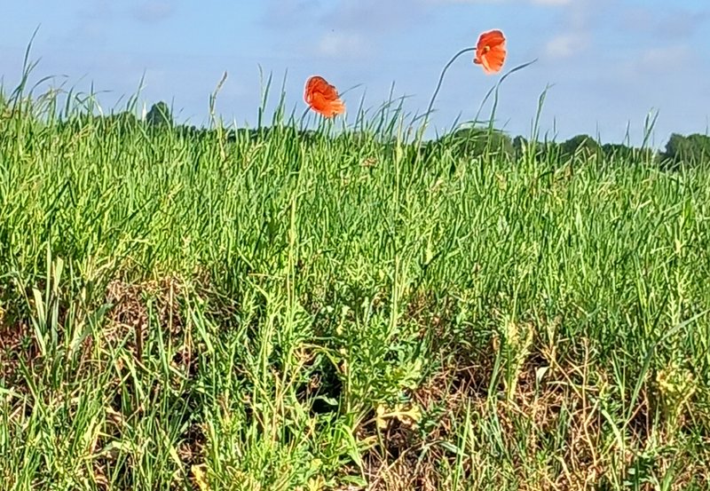 21-05-26 De Wilde klaproos is te herkennen in de natuur. Foto: Roelie Knigge Onstwedde.info