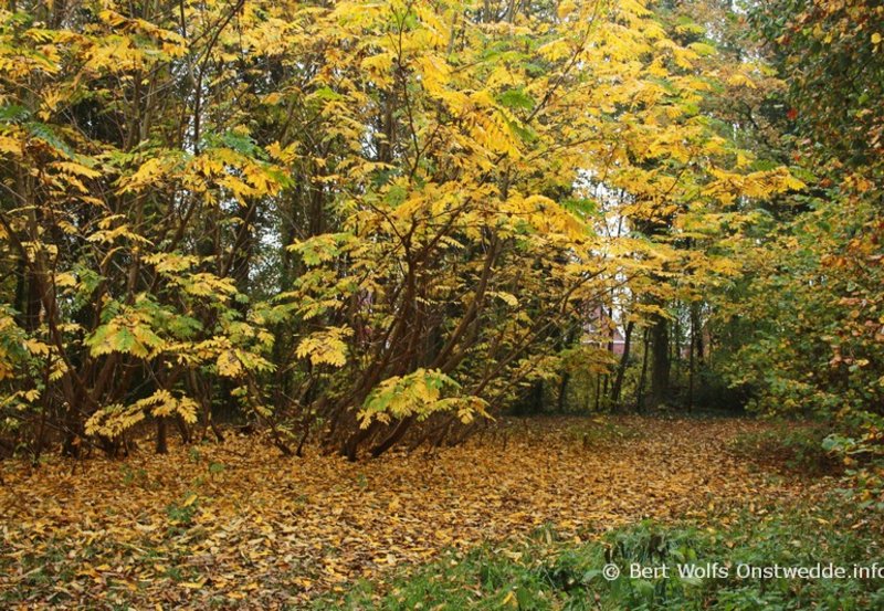 08-11-25 Herfst kleuren in Park Kampvennen. Foto: Onstwedde.info