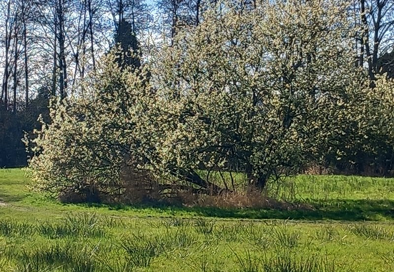 21-03-26 Bloeiende wilgenkatje in het Park Kampvennen. Foto: Roelie Knigge Onstwedde.info