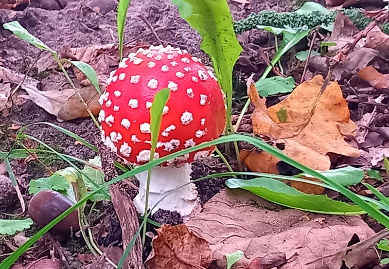17-09-26 Een paddestoel rood met witte stippen aan de Driesporenweg. Foto: Roelie Knigge Onstwedde.info