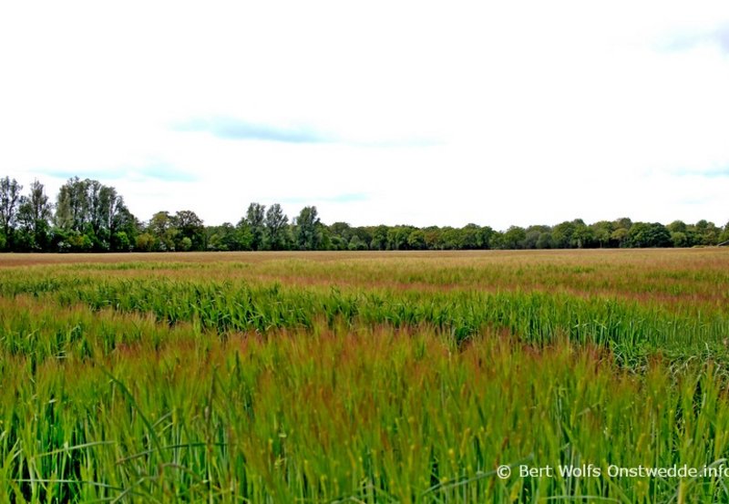 15-05-26 Perceel wintergerst in de aar aan de Molenpaal. Foto: Bert Wolfs Onstwedde.infp