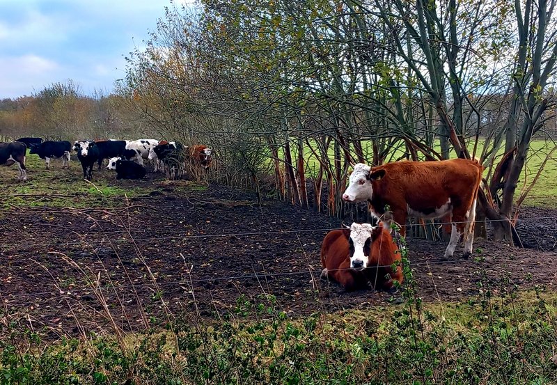 26-11-25 Landschap in Ter Wupping. Foto: Roelie Knigge Onstwedde.info