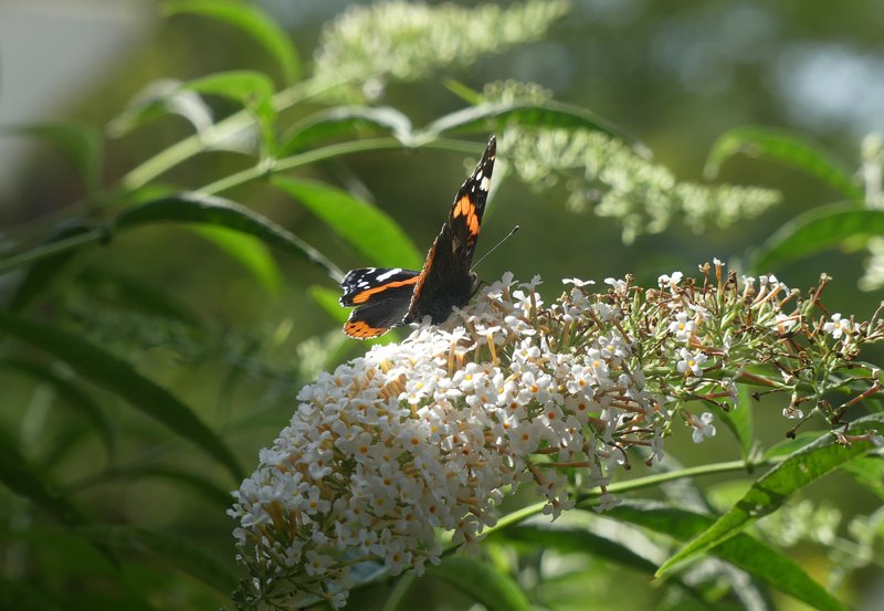 04-08-26 De witte Buddleja wordt met recht ook vlinderstruik genoemd. Foto: Magdalena