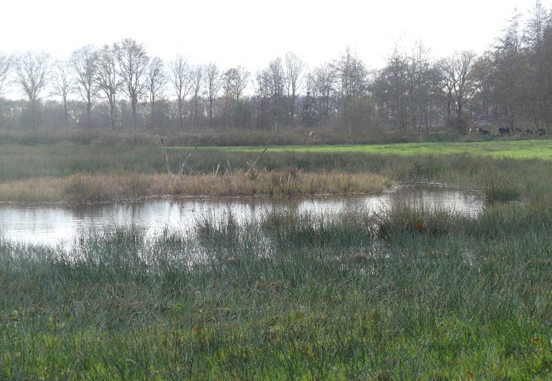 01-12-25 Eindelijk water weer heel zichtbaar in de geschoonde poel bij de Roege Baarg. Foto: Magdalena