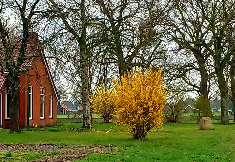 02-04-26 Aan de Hardingstraat staat de forsythia in bloei. Foto: Roelie Knigge Onstwedde.info