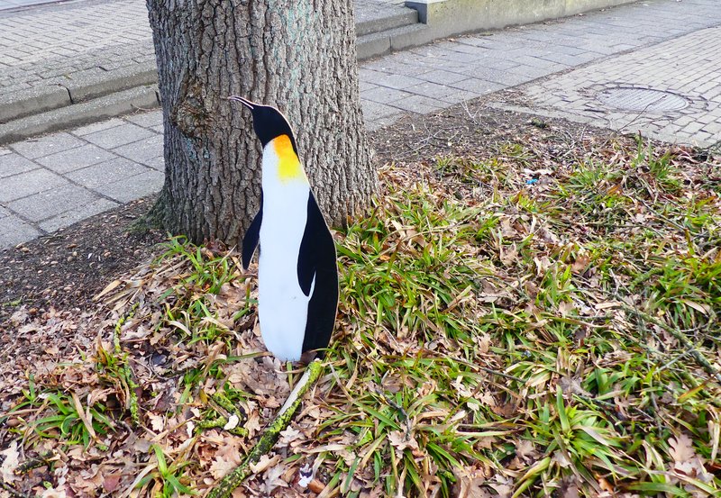 19-02-26 Verdwaald en nu in de Dorpsstraat bij een boom. Foto: Magdalena