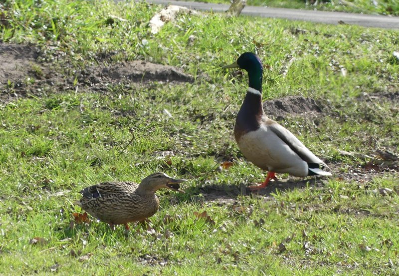 10-04-26 Vrouwlief, wat heb jij in je snavel. Foto: Magdalena