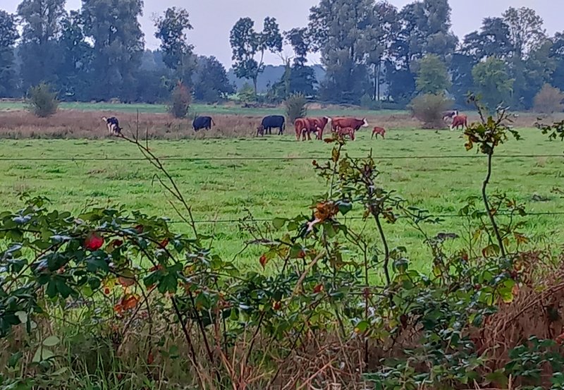 05-10-26 Ter Wupping. Foto: Roelie Knigge Onstwedde.info