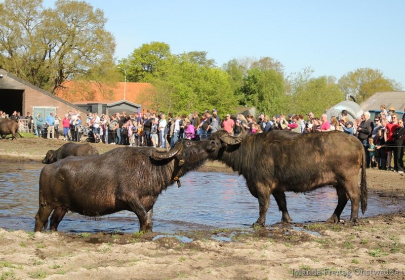 02-05-26 De Buffel Weide Dans. Foto: Jolanda Freitag Onstwedde.info