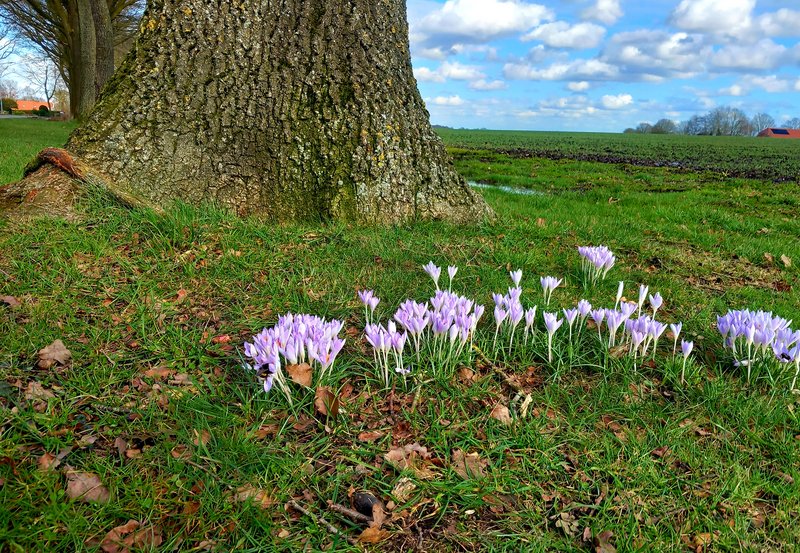 02-03-26 Aan de Achteres staat de lente in bloei. Foto: Roelie Knigge Onstwedde.info