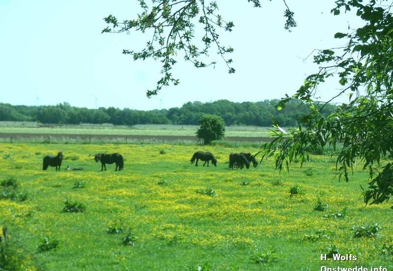 27-05-26 Pony's aan de Streekweg grazen tussen de bloemen. Foto: H. Wolfs Onstwedde.info