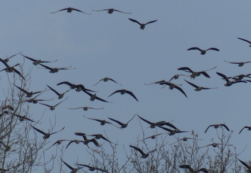 01-12-25 Laag overvliegende ganzen bij de Roege Baarg. Foto: Magdalena