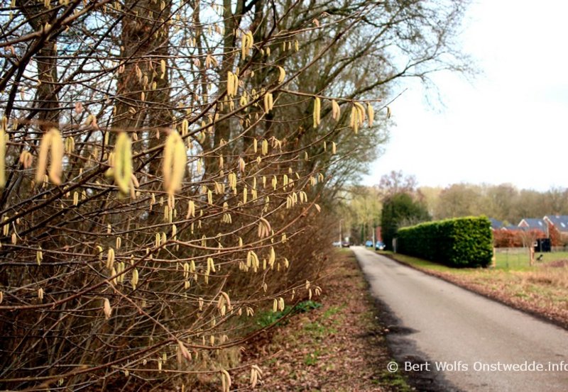 18-02-26 De Hazelaars bloeien alweer. Foto: Bert Wolfs Onstwedde.info