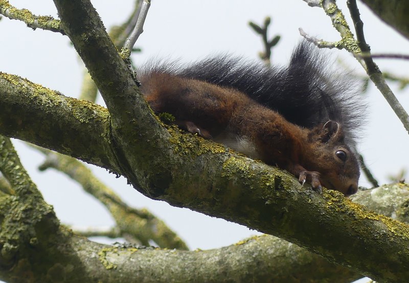 06-04-26 Eekhoorn op een (kale) notenbomentak. Foto: Magdalena