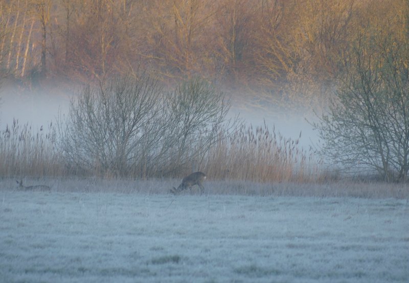 09-04-26 Reeën in de ochtendnevel. Foto: Magdalena