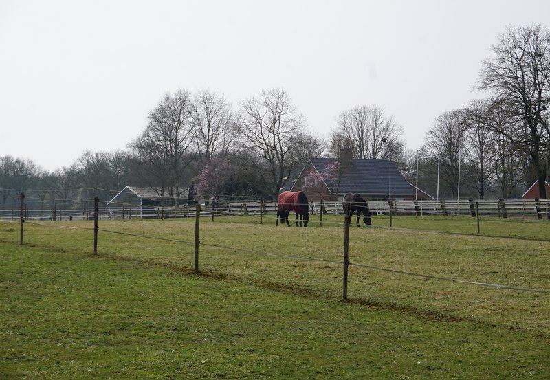 24-03-26 Paarden aan de Wessinghuizerweg. Foto: Anneke Orsel Onstwedde.info
