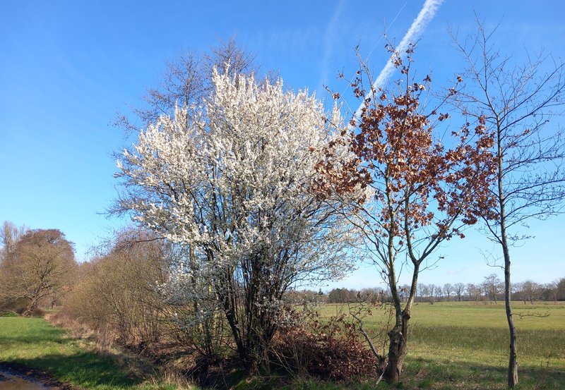 20-03-26 Lente nabij de Kampweg. Foto: Roelie Knigge Onstwedde.info
