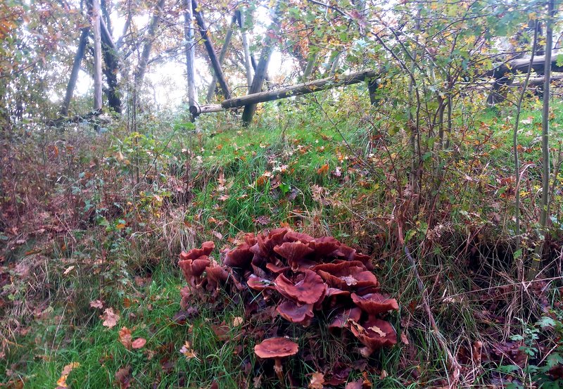 05-11-25 Stobkeweg. Foto: Roelie Knigge Onstwedde.info