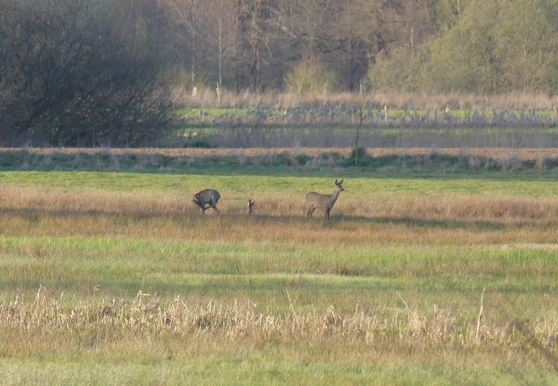 07-04-26 De alleengaande hinde is nu ook gezien. Foto: Magdalena