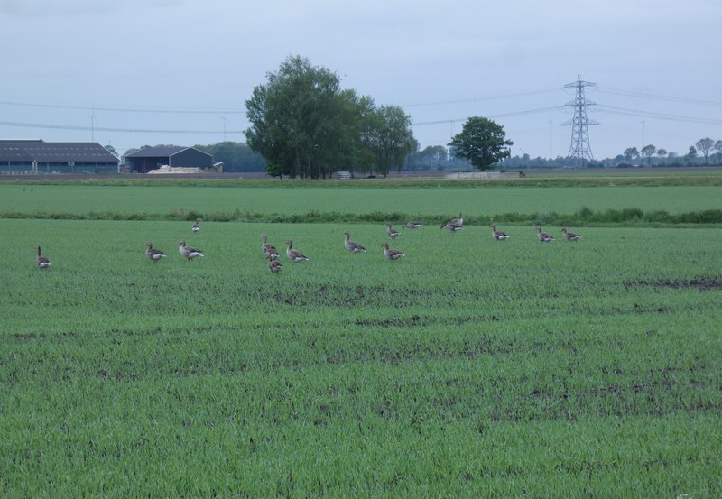 07-05-26 De wilde ganzen genieten hier van het opkomend groen. Foto: H. Wolfs Onstwedde.info