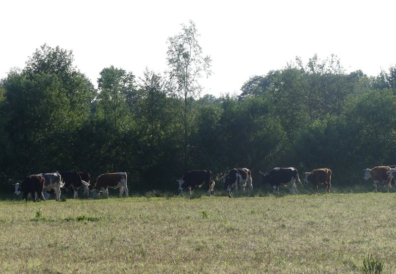 26-05-26 Keert er één, dan volgen ze allemaal. Foto: Magdalena