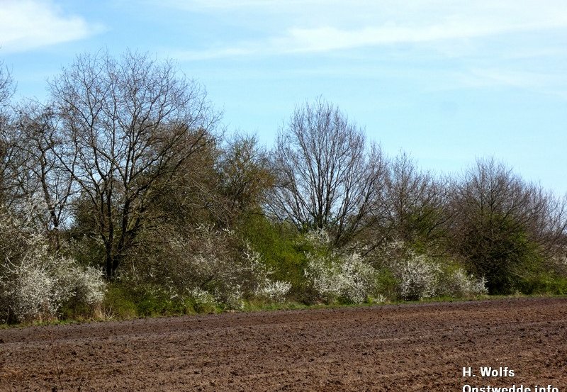 10-04-26 Mooi natuur achter het Ter Wuppingerwegbos. Foto: H. Wolfs Onstwedde.info