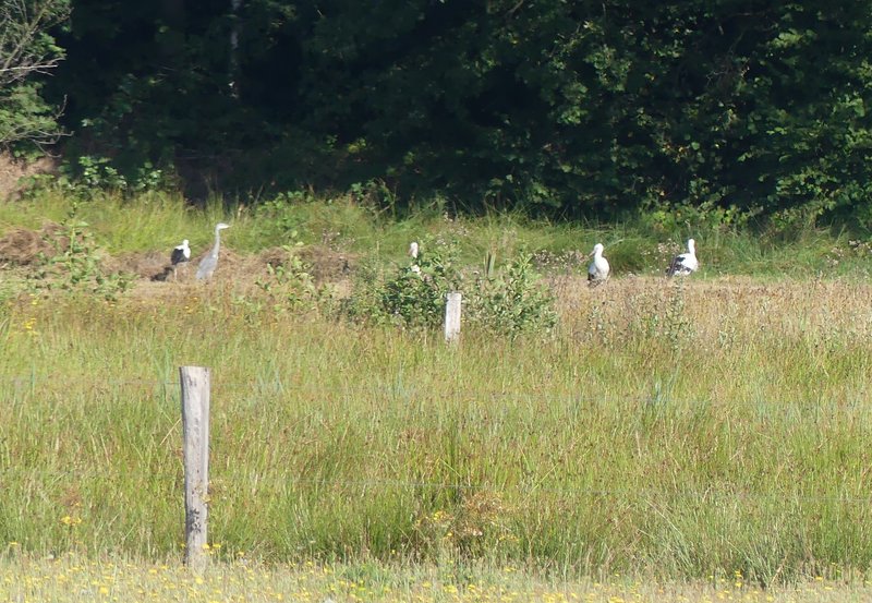 18-08-26 Reiger en ooivevaars stonden op het maaiwerk te wachten. Foto: Magdalena