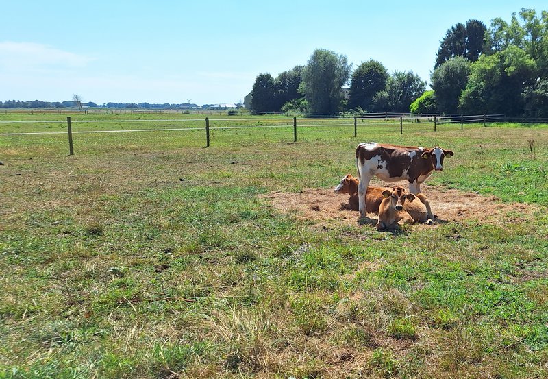 06-08-26 Drie kalfjes aan de Scholtweg. Foto: Anneke Orsel Onstwedde.info