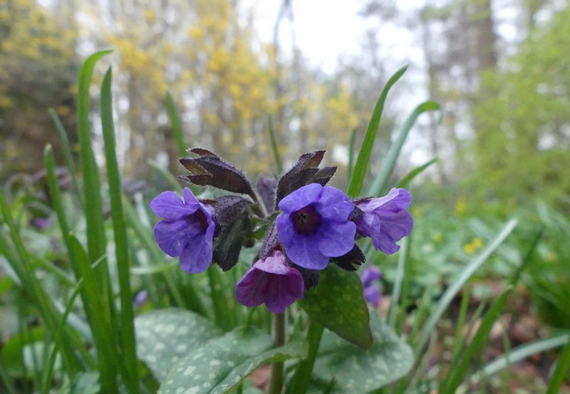 04-04-26 Longkruid bij de Roege Baarg. Foto: Magdalena