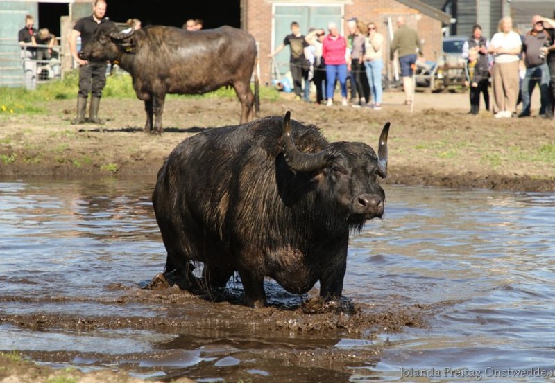 04-05-26 De Buffel Weide Dans. Foto: Jolanda Freitag Onstwedde.info