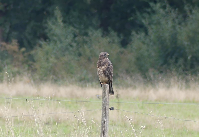 16-09-26 Langs de Ter Wuppingerweg. Foto: Magdalena
