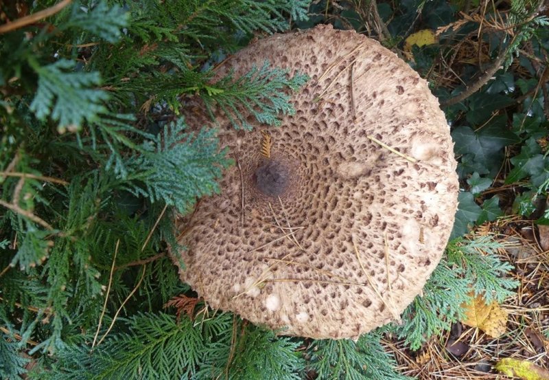 28-10-25 Parasolzwam onder een conifeer. doorsnee hele 26 cm. Foto: Magdalena