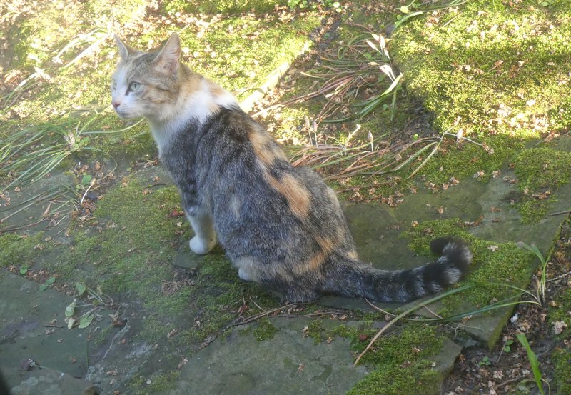 26-05-26 Van wie is dit poesje, struint door en over de Roege Baarg en at een muis voor onze slaapkamerdeur. Foto: Magdalena