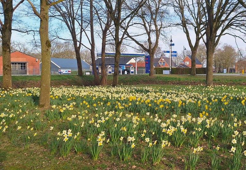 19-03-26 Vele narcissen op de hoek Havenstraat - Kampweg. Foto Anneke Orsel Onstwedde.info